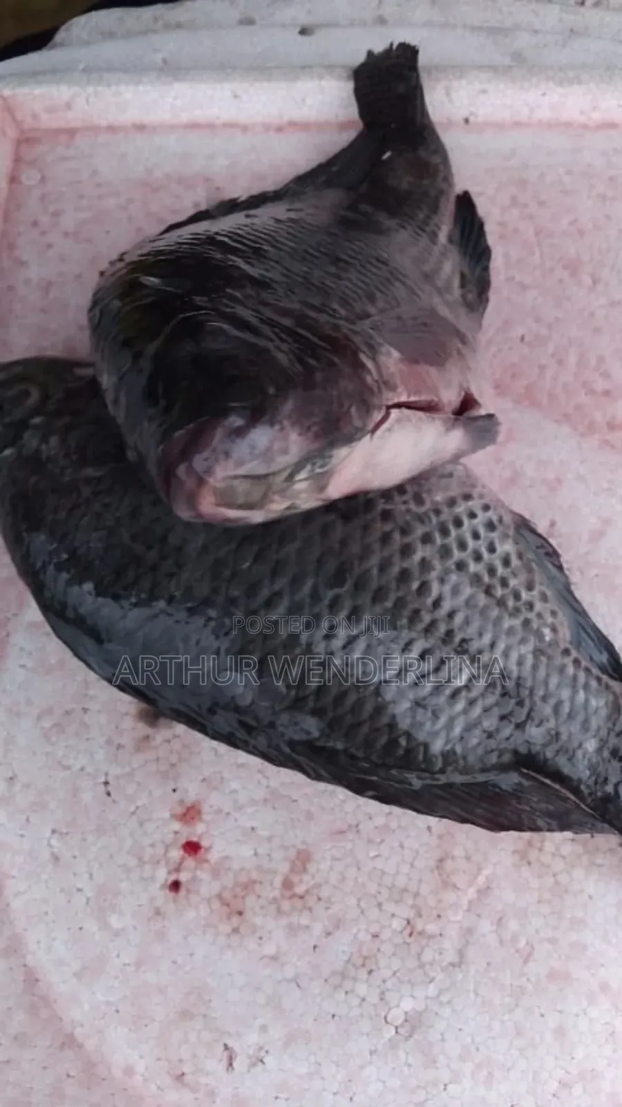 Fresh and Hygienic Voltage Cash Tilapia (3 Pieces)