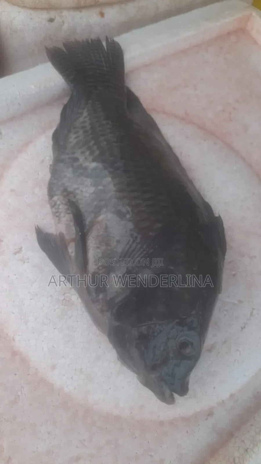 Fresh and Hygienic Voltage Cash Tilapia (3 Pieces)