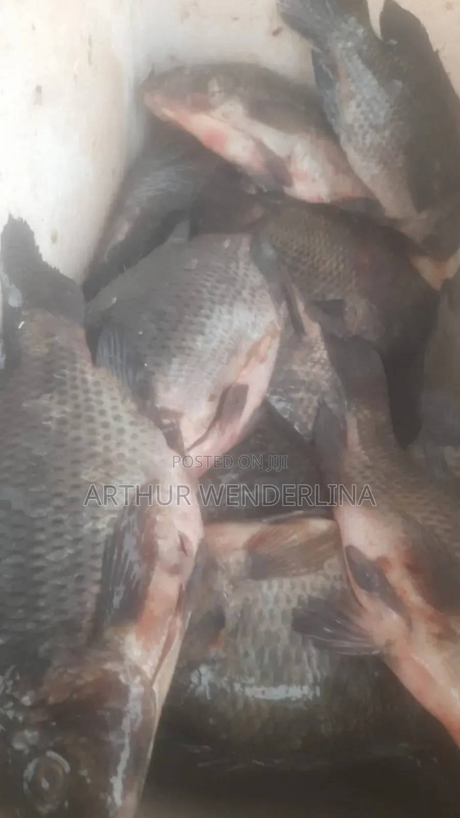 Fresh and Hygienic Voltage Cash Tilapia (3 Pieces)