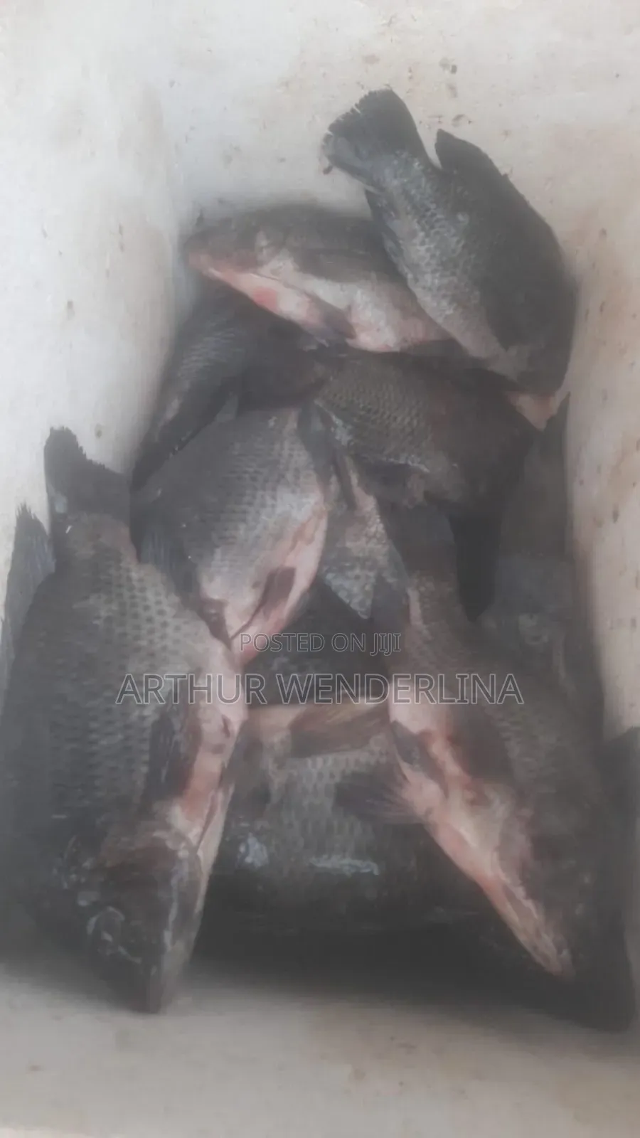 Fresh and Hygienic Voltage Cash Tilapia (3 Pieces)