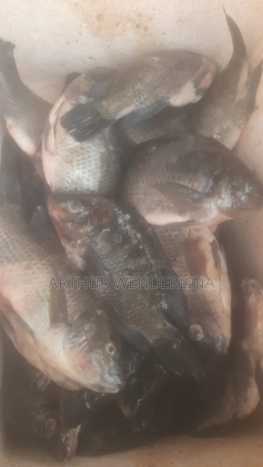 Fresh and Hygienic Voltage Cash Tilapia (3 Pieces)