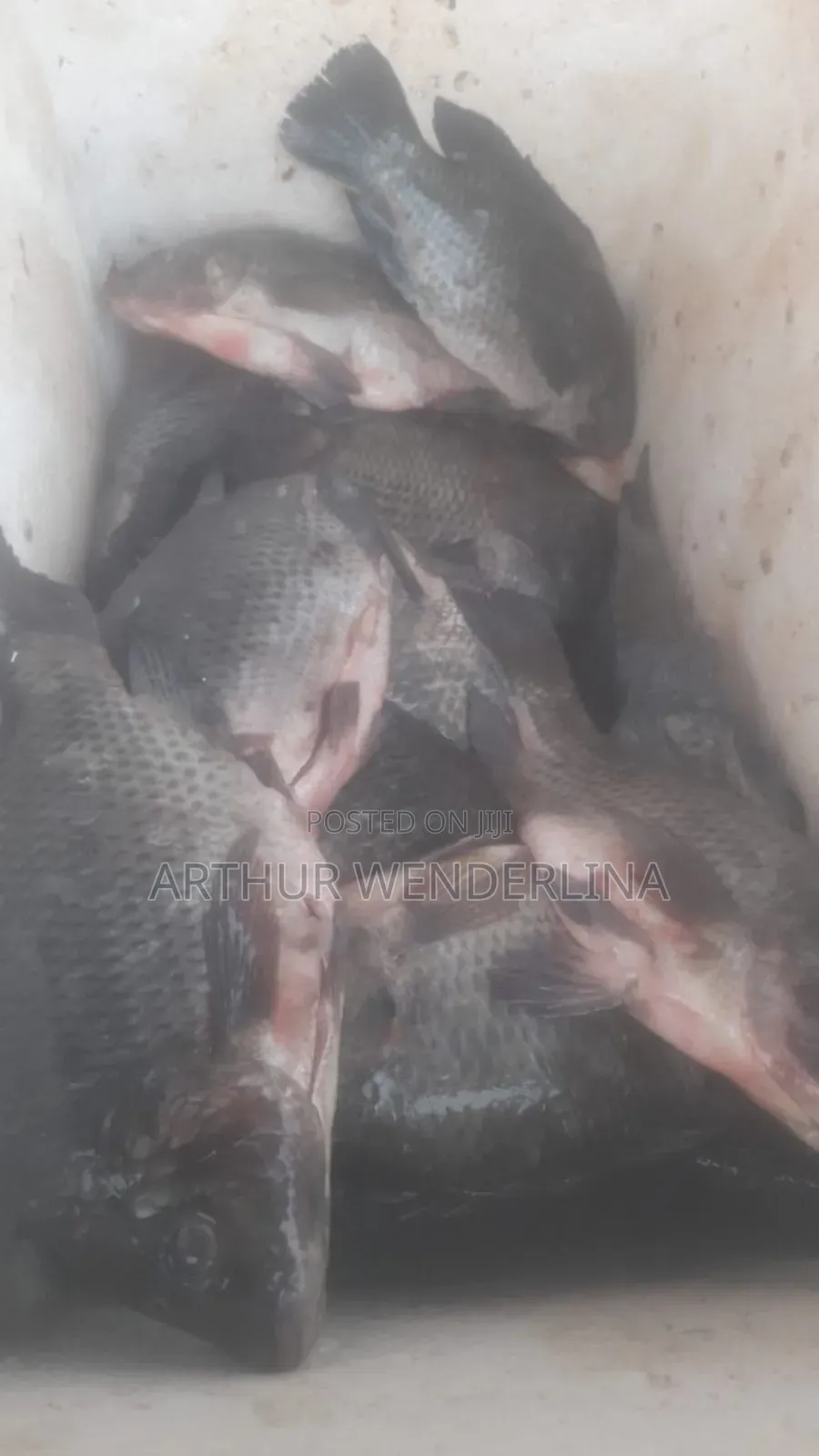 Fresh and Hygienic Voltage Cash Tilapia (3 Pieces)