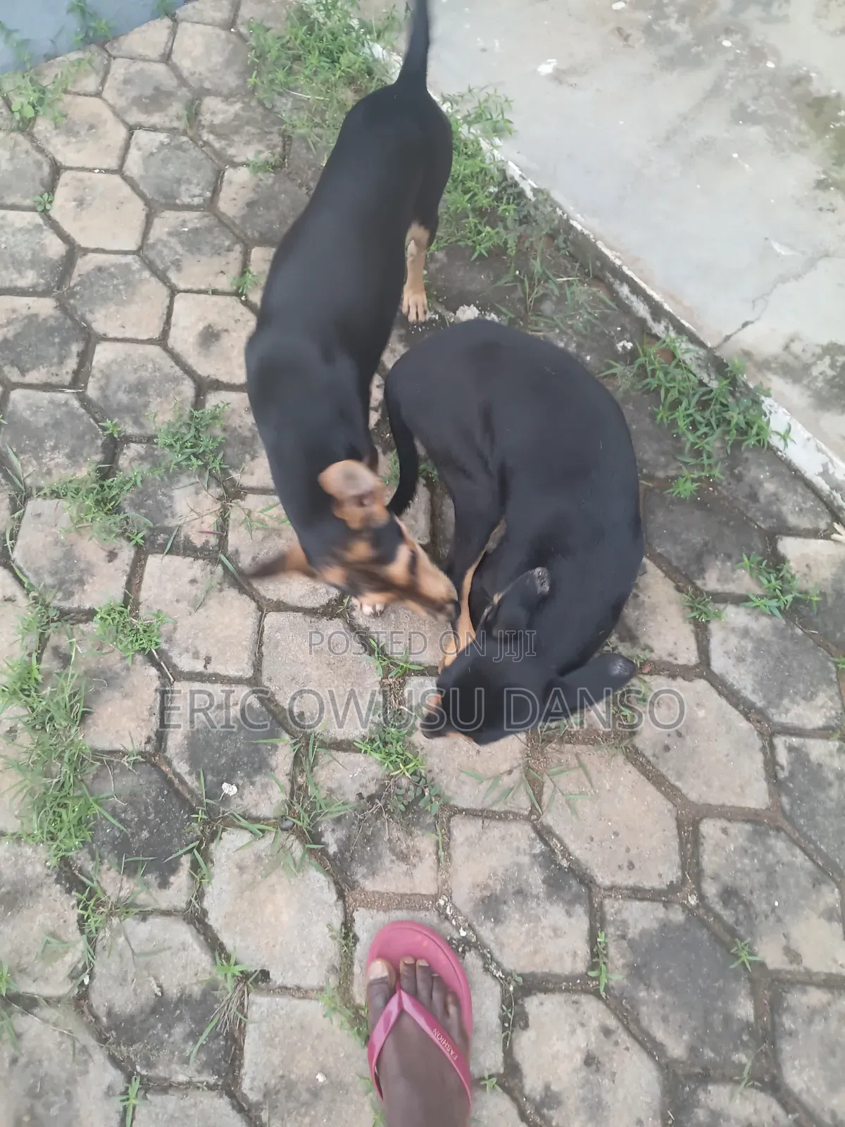 3-6 months Female Mixed Breed Doberman Pinscher