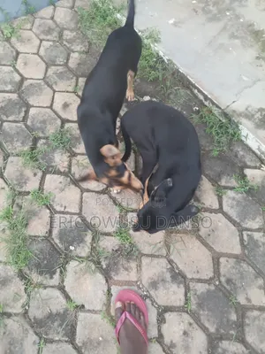 3-6 months Female Mixed Breed Doberman Pinscher