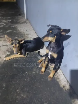 3-6 months Female Mixed Breed Doberman Pinscher