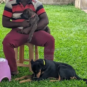 1-3 months Female Purebred Boerboel