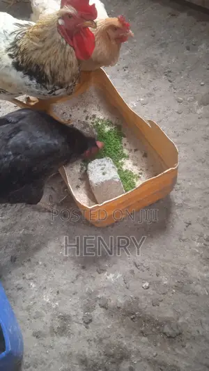 Alternative Protein for Free