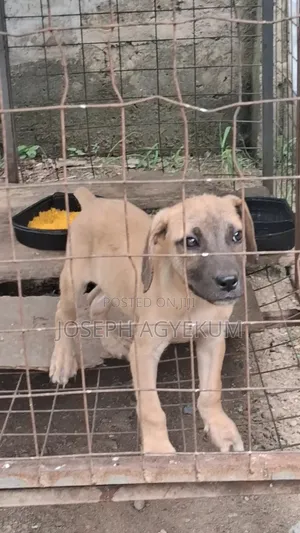 3-6 months Male Purebred Boerboel