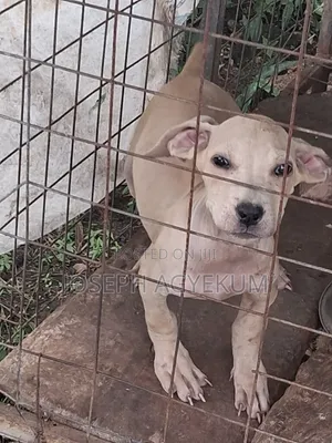 3-6 months Female Purebred Boerboel