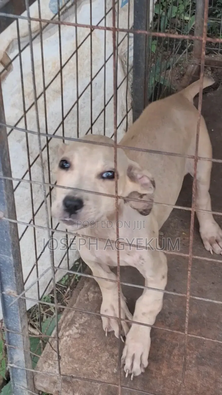 3-6 months Female Purebred Boerboel