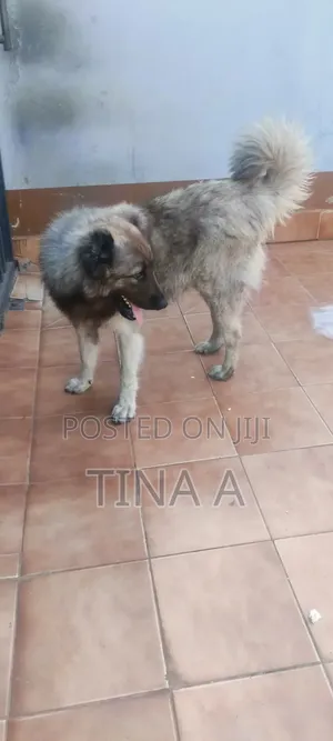 1+ year Male Purebred Caucasian Shepherd