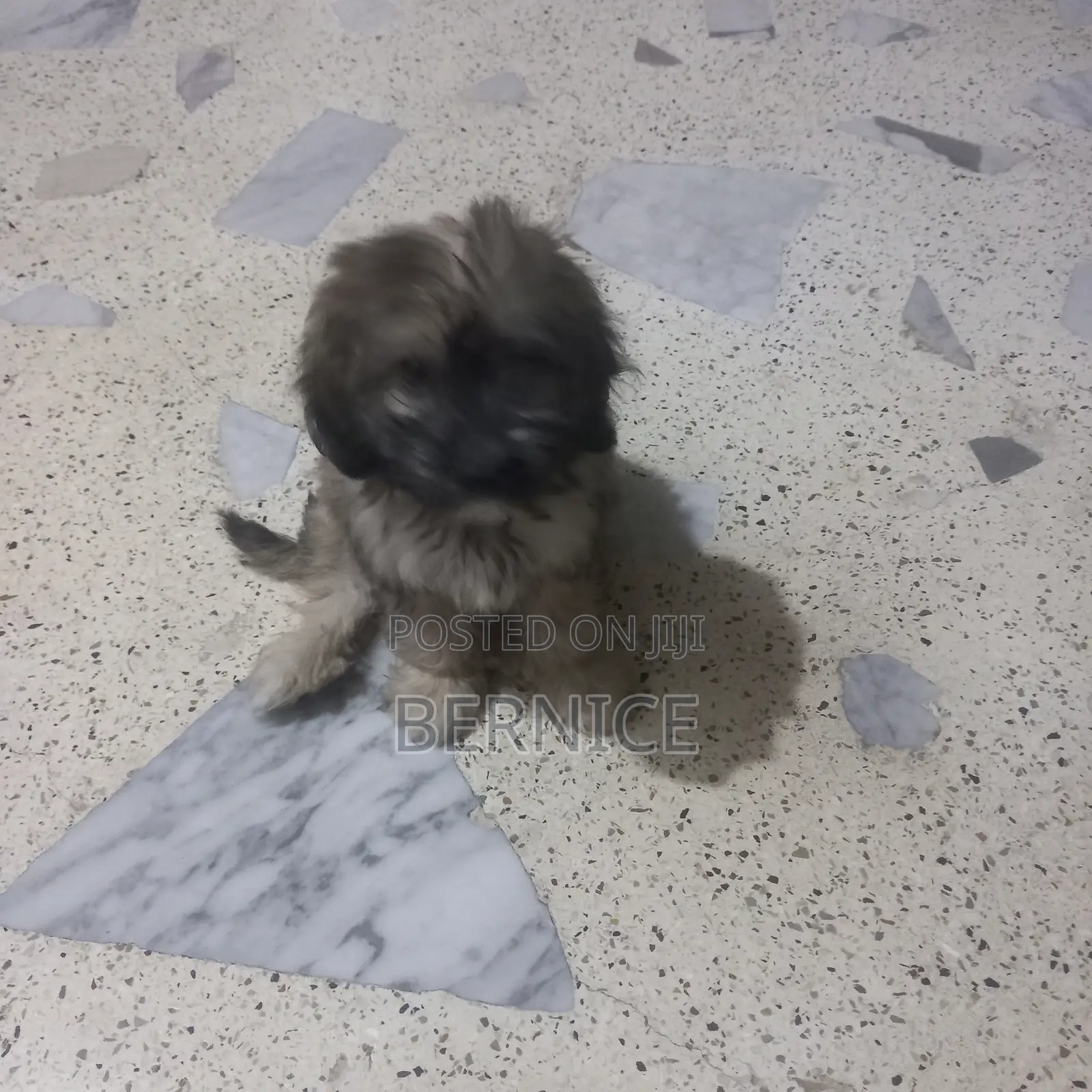 1-3 months Male Mixed Breed Poodle