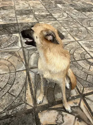 1+ year Female Mixed Breed German Shepherd
