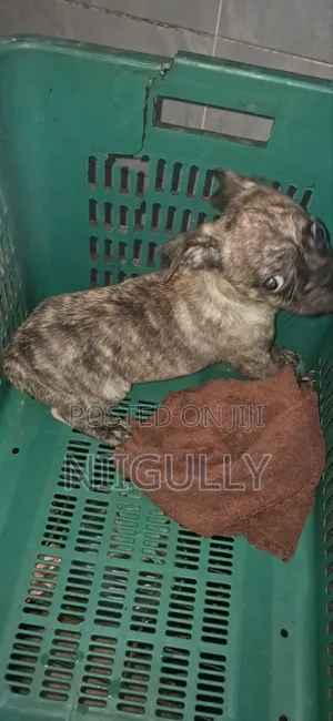 1-3 months Male Purebred Pug