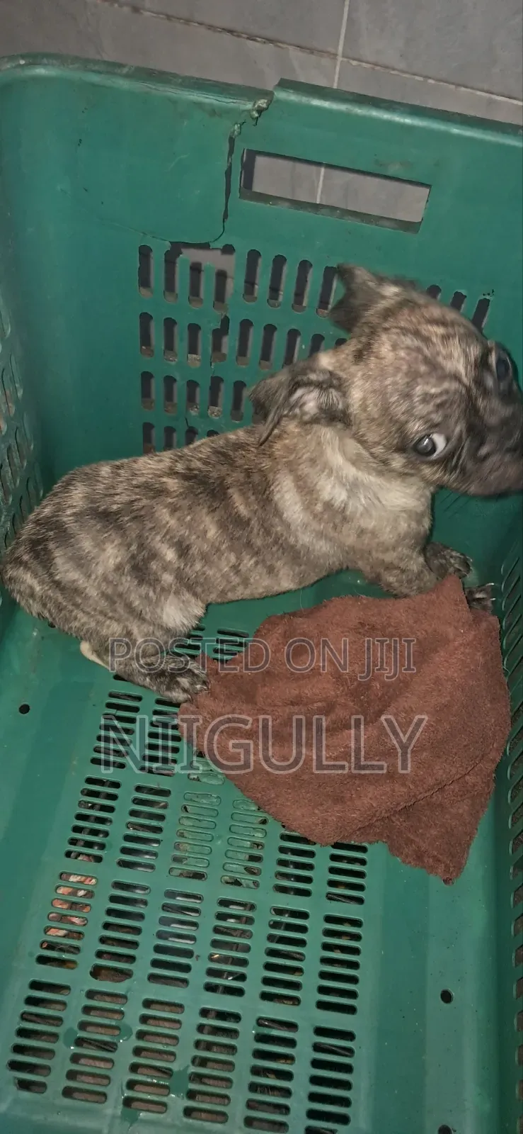 1-3 months Male Purebred Pug