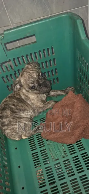 1-3 months Male Purebred Pug