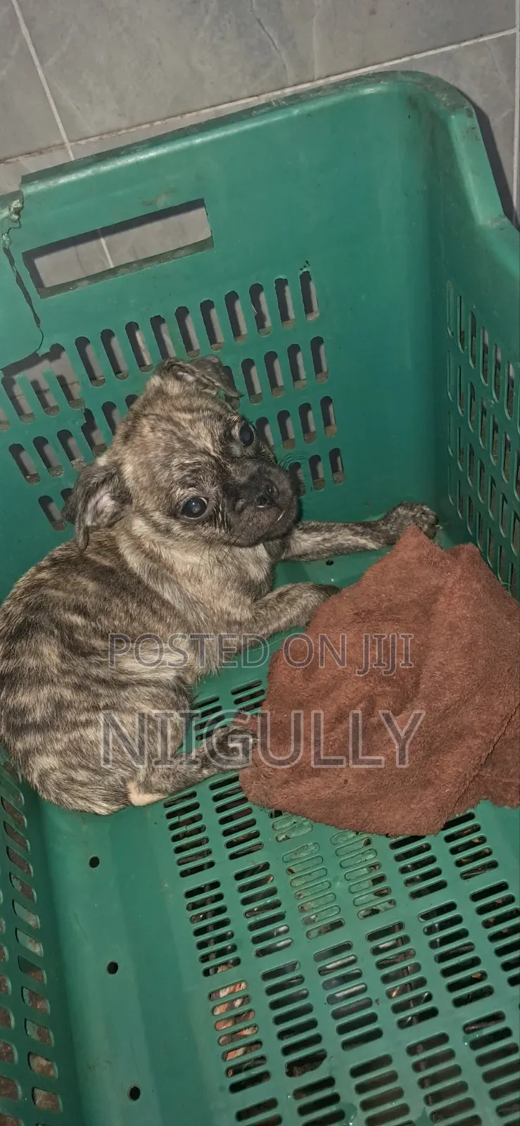 1-3 months Male Purebred Pug