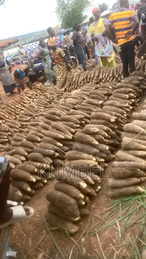 Fresh Yams Cassava Potato for Cool Prices