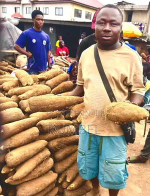 Fresh Yams Cassava Potato for Cool Prices