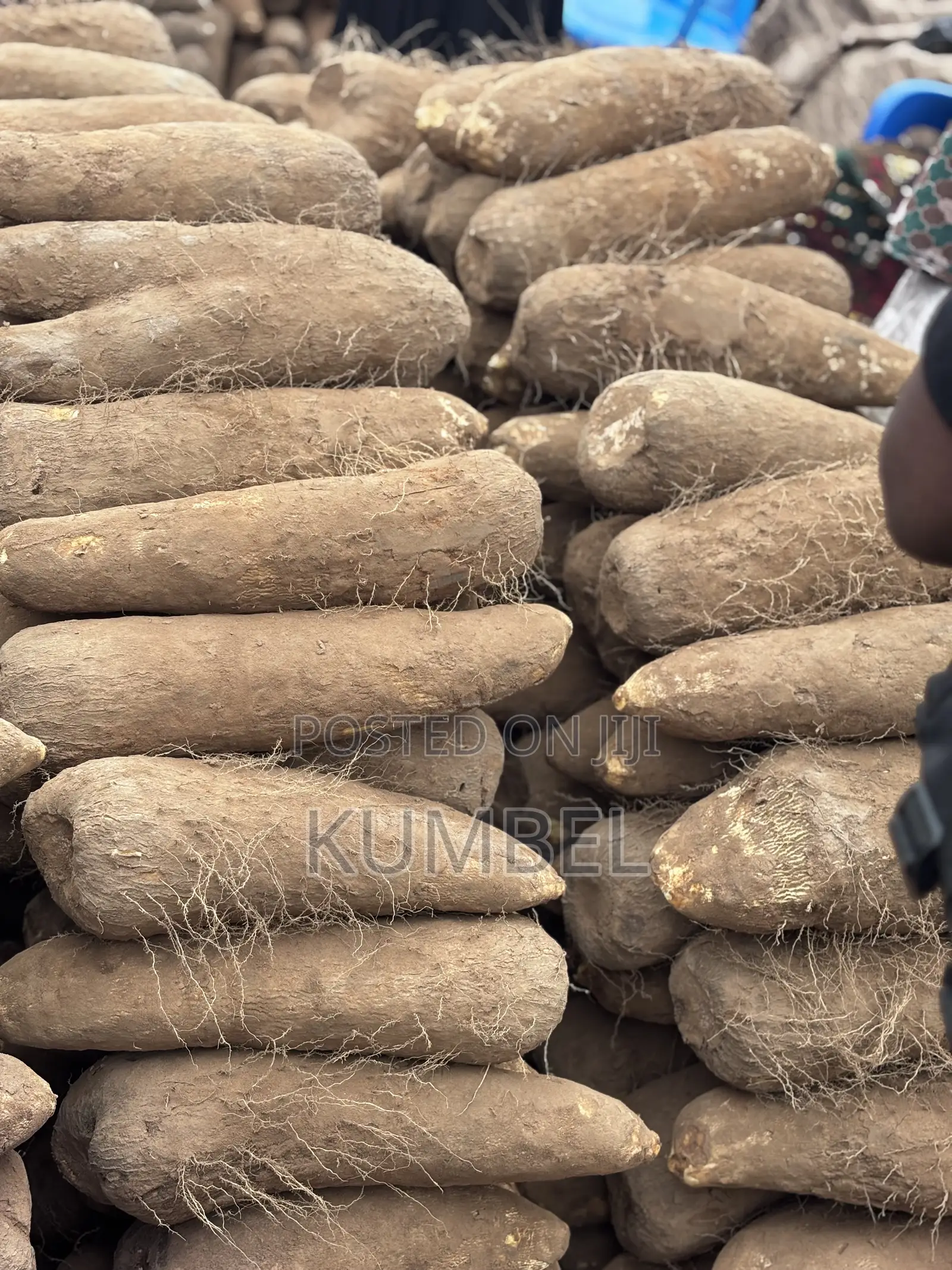 Fresh Yams Cassava Potato for Cool Prices