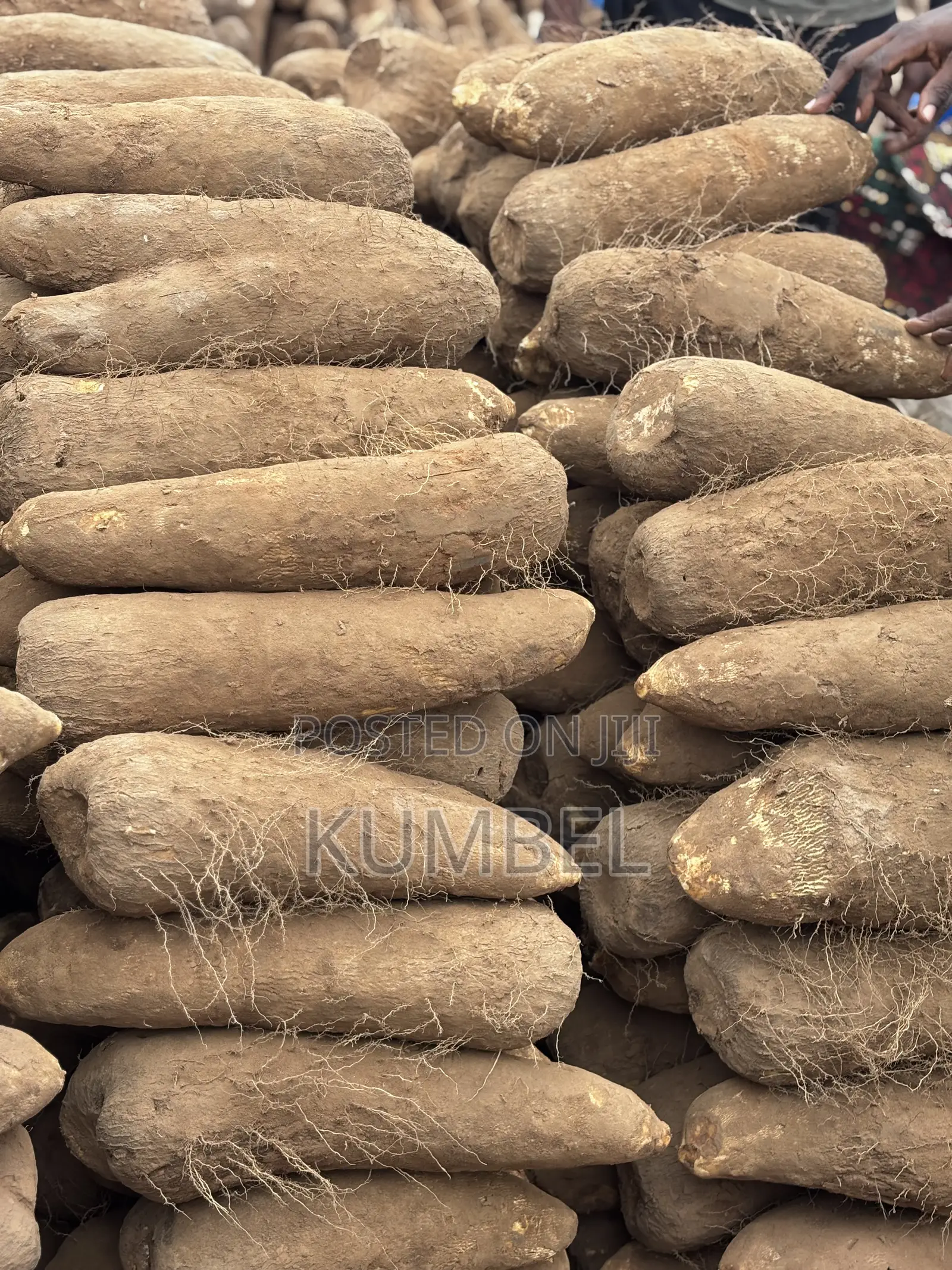 Fresh Yams Cassava Potato for Cool Prices