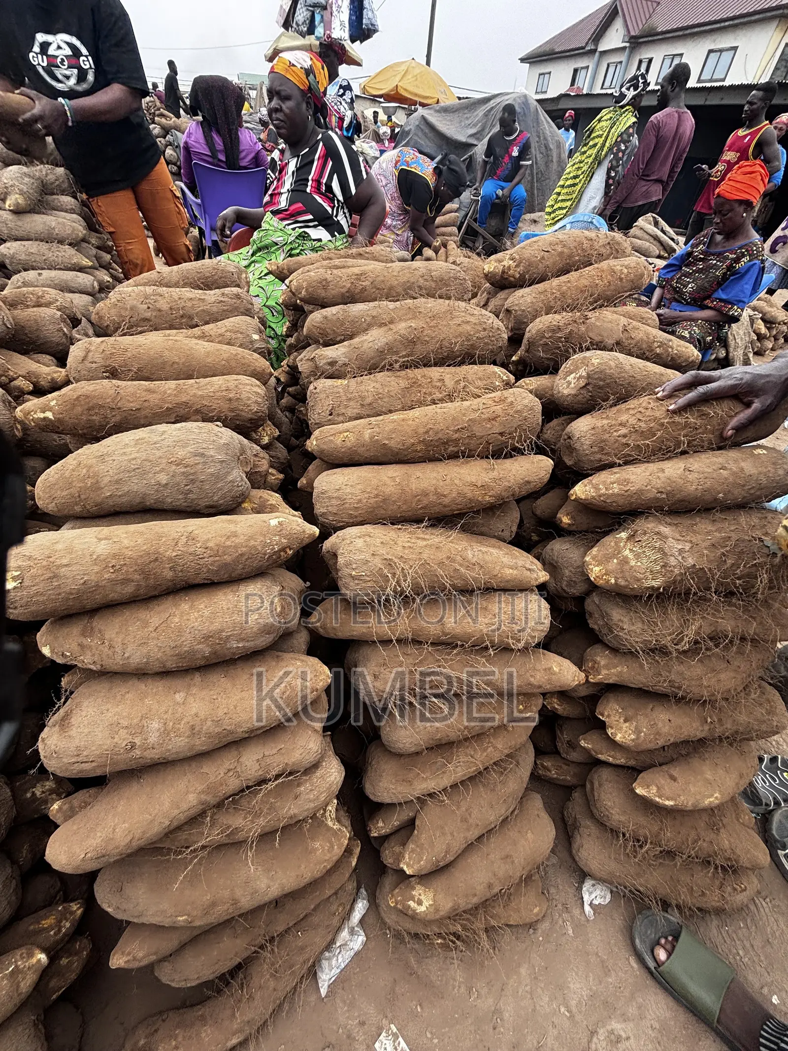 Fresh Yams Cassava Potato for Cool Prices