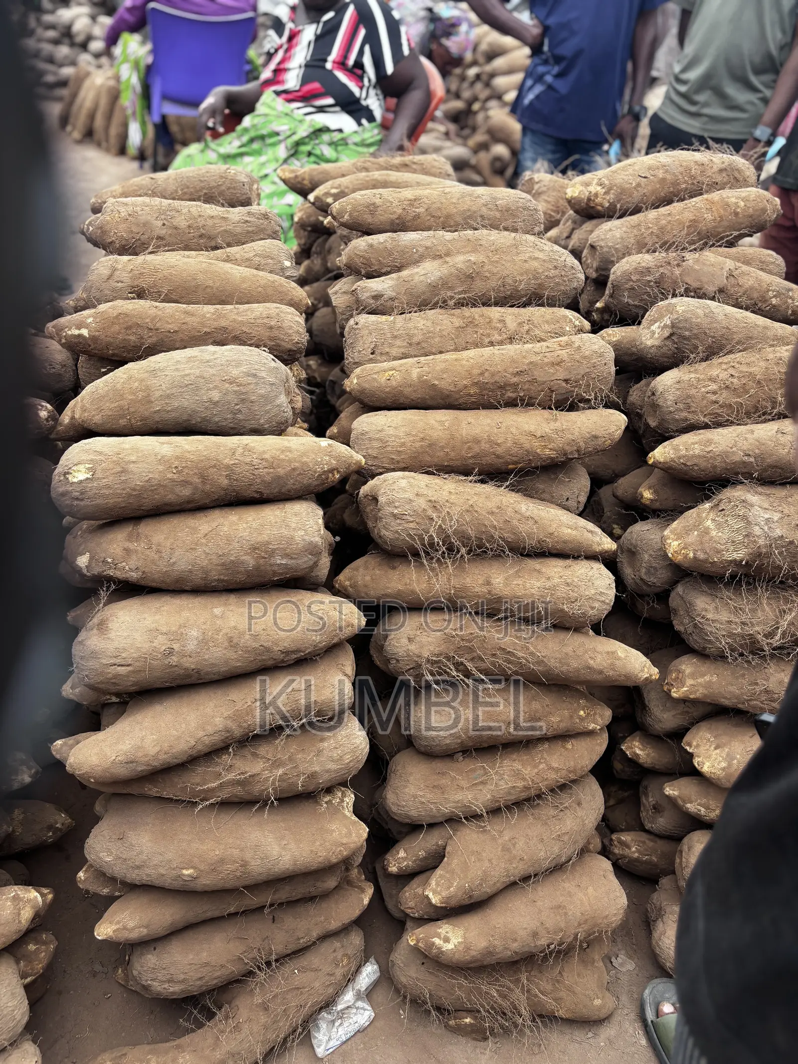 Fresh Yams Cassava Potato for Cool Prices