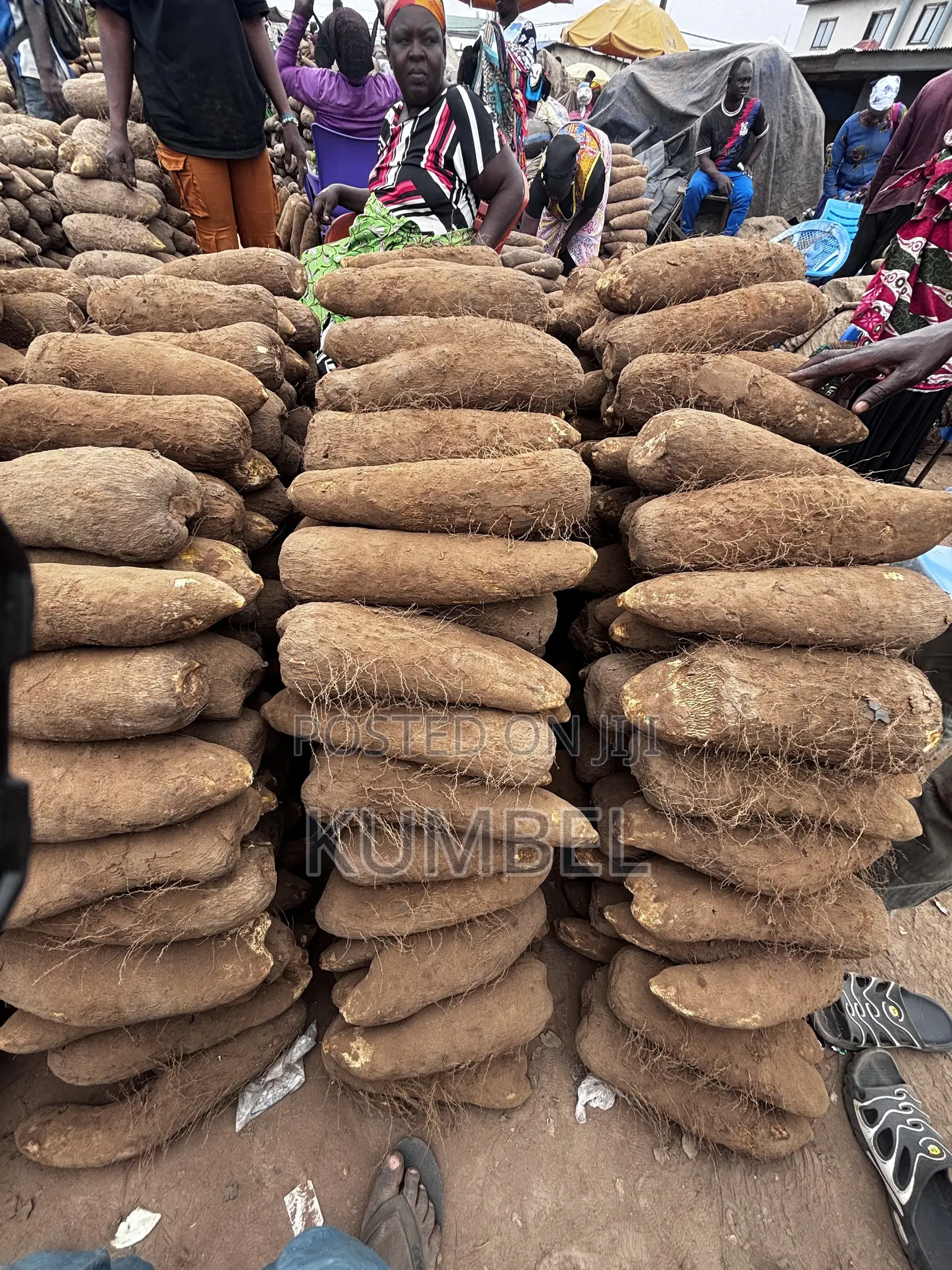 Fresh Yams Cassava Potato for Cool Prices