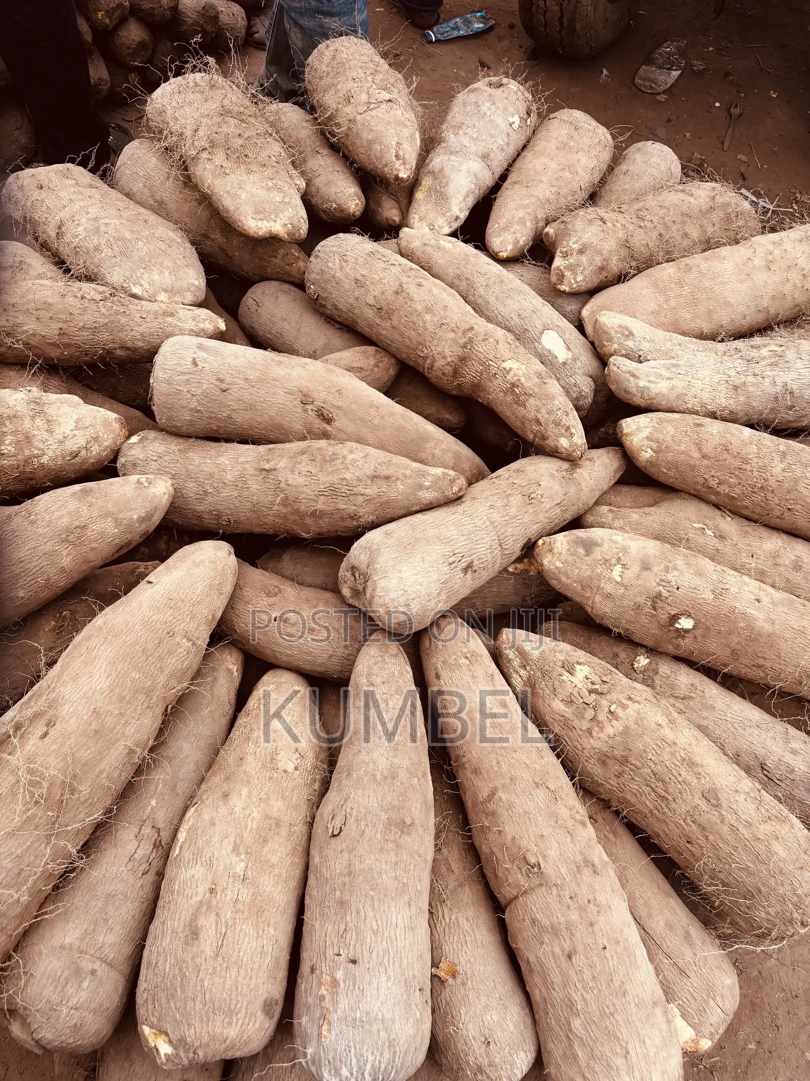 Fresh Yams Cassava Potato for Cool Prices