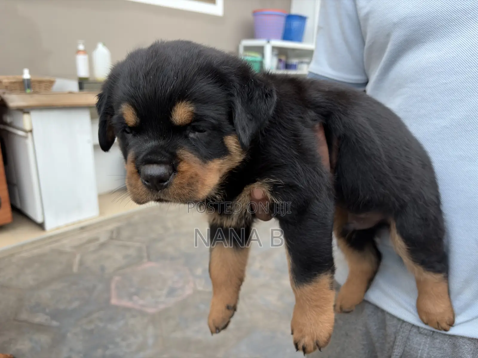 1-3 months Male Purebred Rottweiler