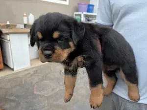 1-3 months Male Purebred Rottweiler