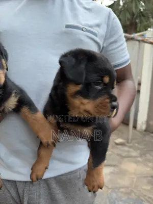 1-3 months Male Purebred Rottweiler