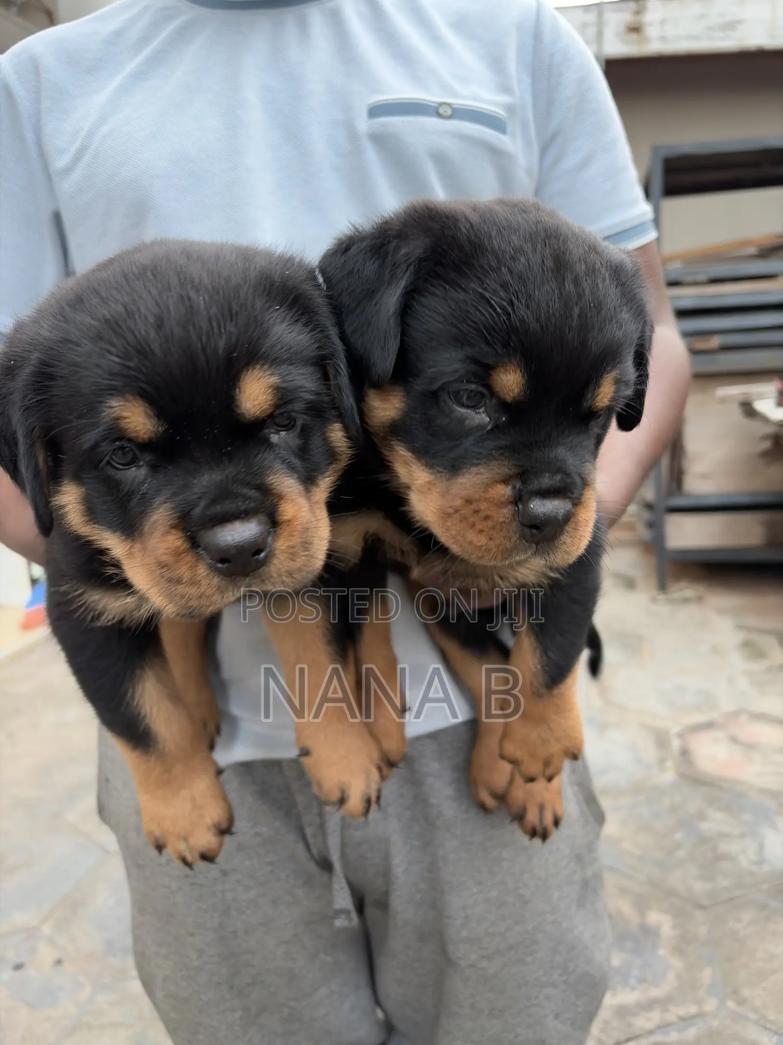 1-3 months Male Purebred Rottweiler
