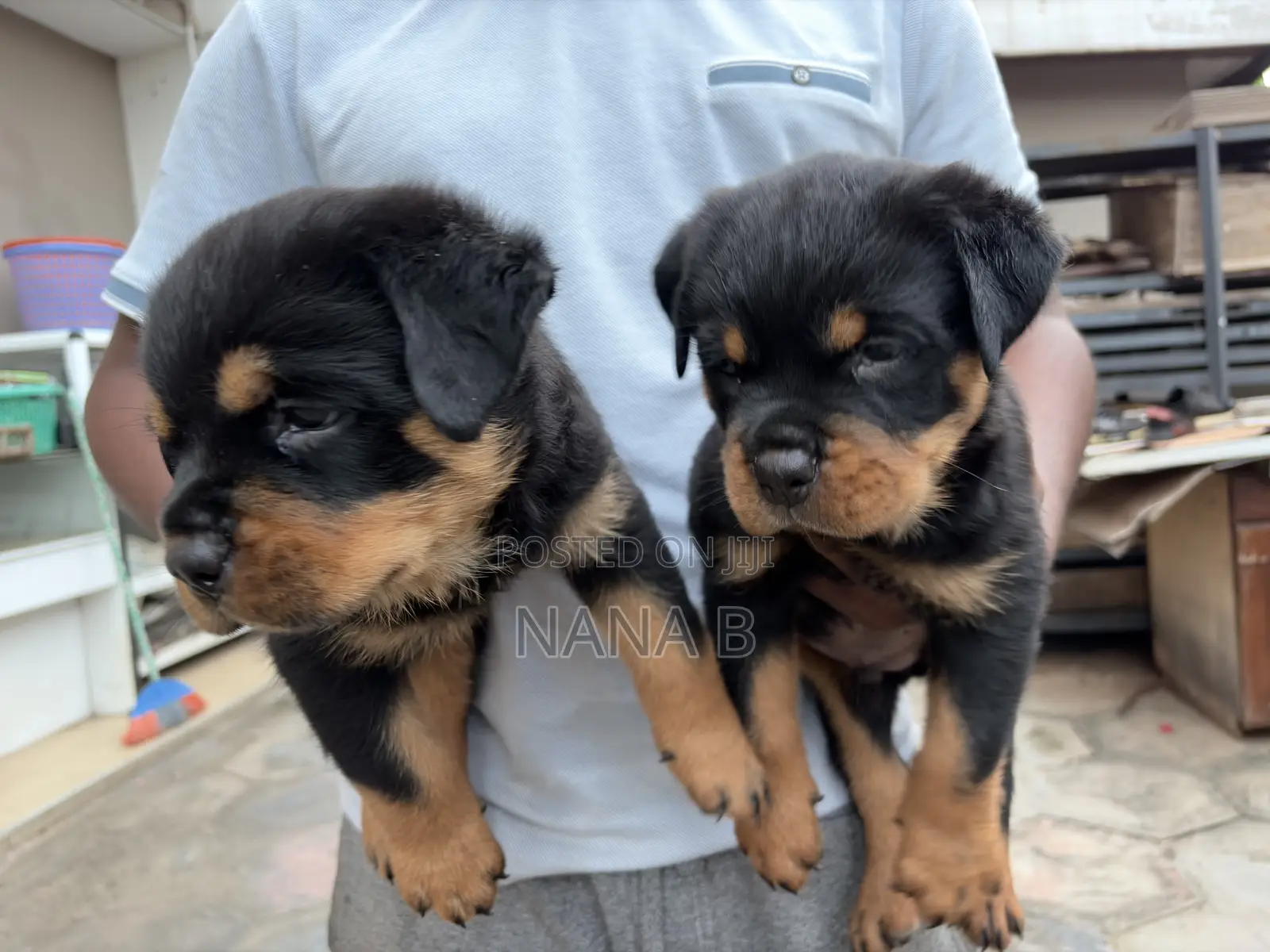 1-3 months Male Purebred Rottweiler