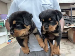 1-3 months Male Purebred Rottweiler