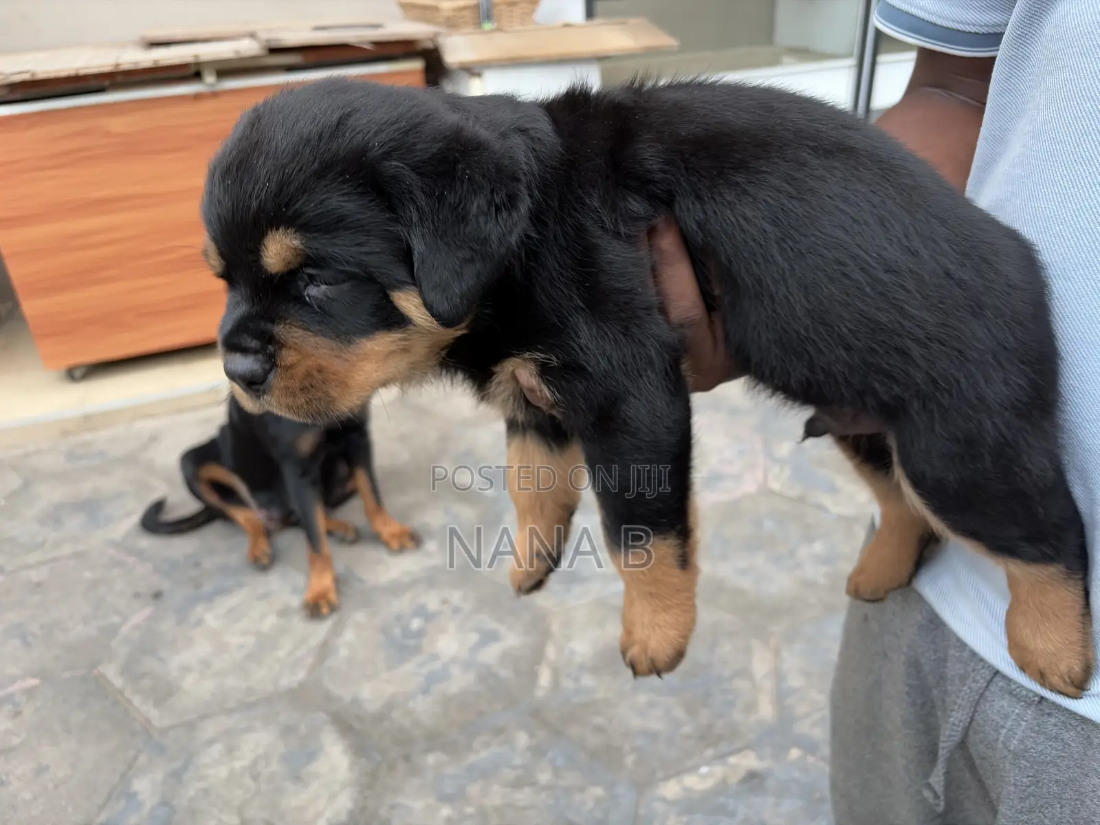 1-3 months Male Purebred Rottweiler
