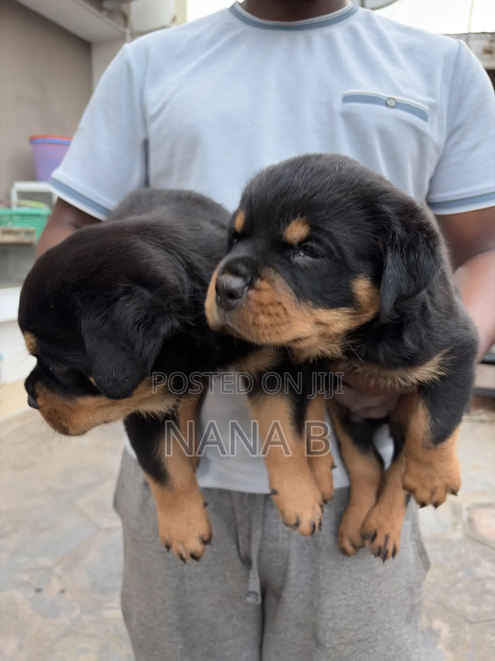 1-3 months Male Purebred Rottweiler