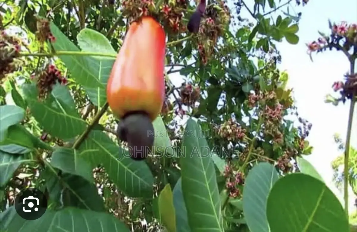 Cashew Farm for Sale