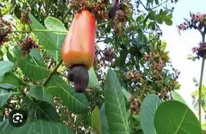 Cashew Farm for Sale