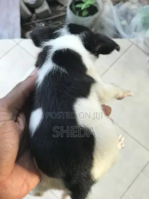1-3 months Female Mixed Breed Dog