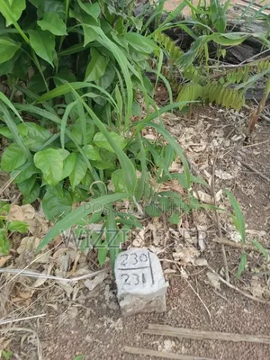 Two Plots of Land for Sale