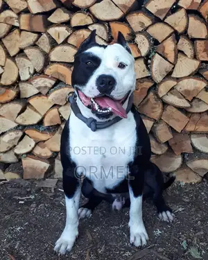 1+ year Male Purebred American Bully
