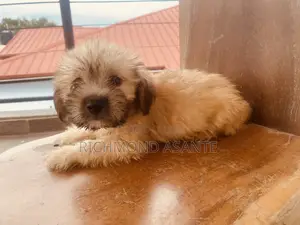 1-3 months Male Purebred Poodle