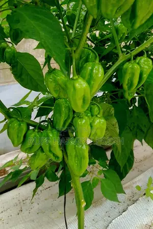 Home Gardening