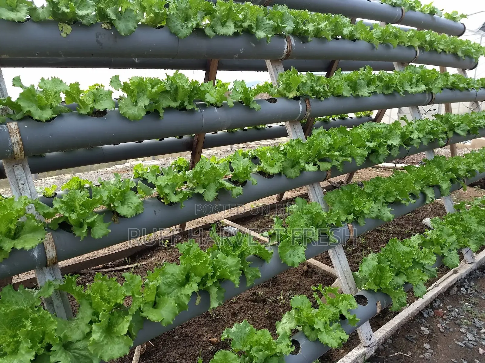 Home Gardening