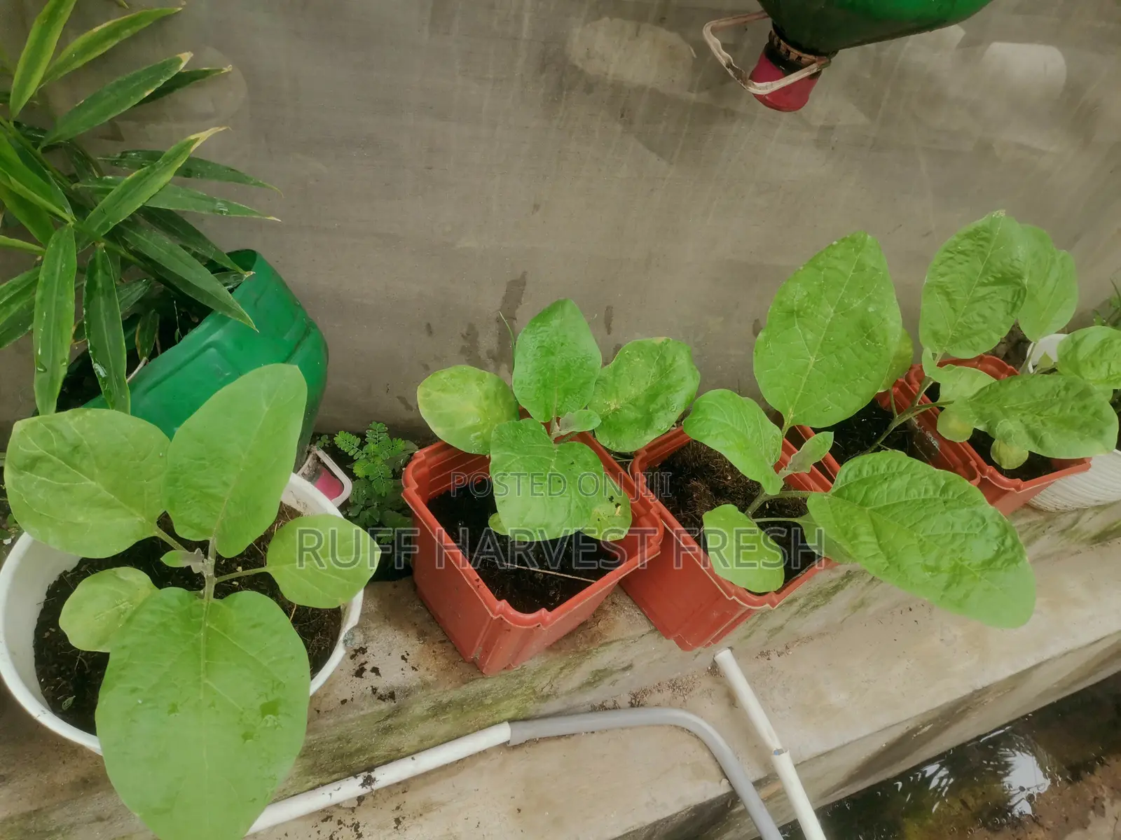 Home Gardening
