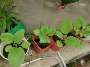 Home Gardening
