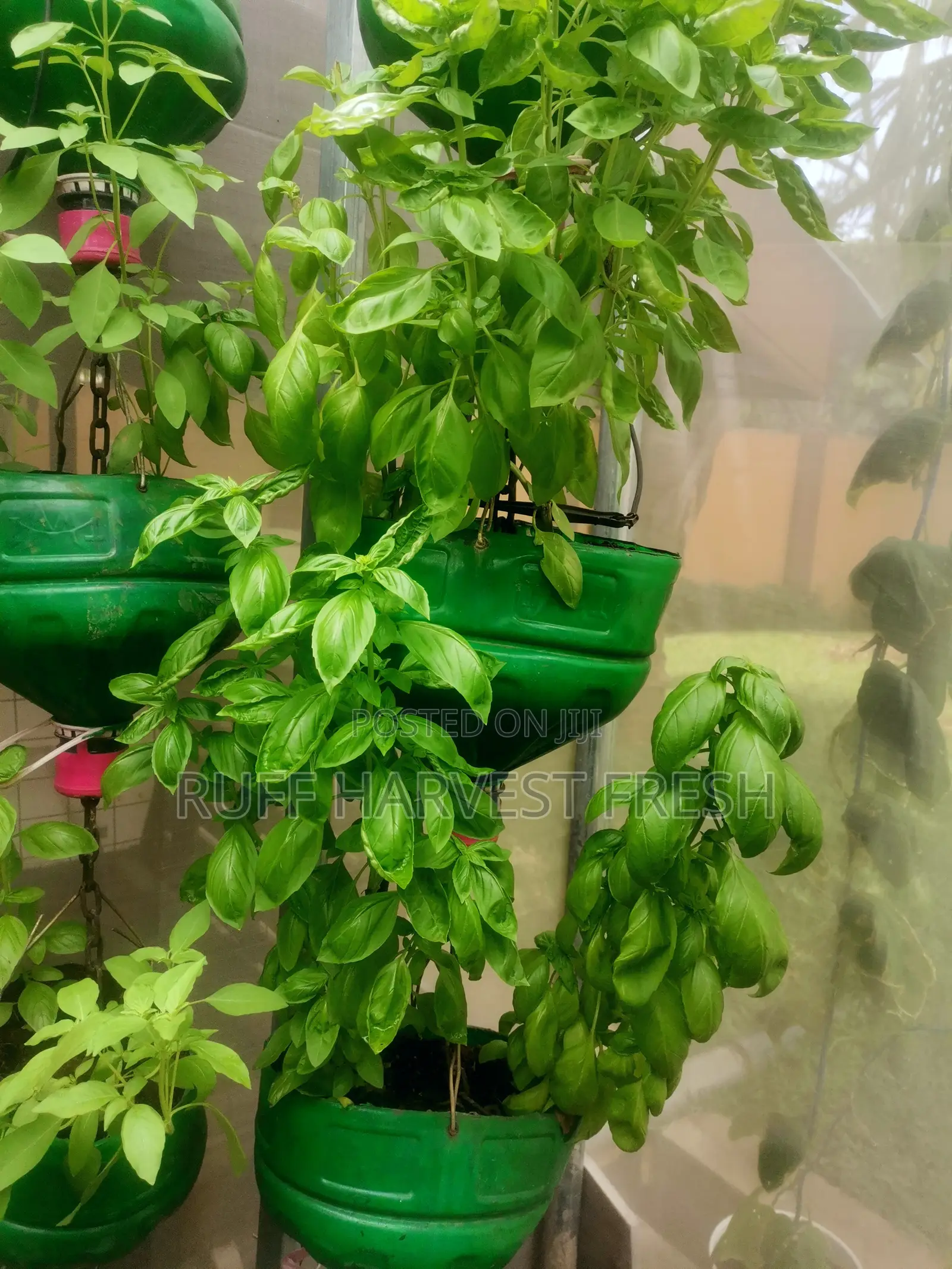 Home Gardening
