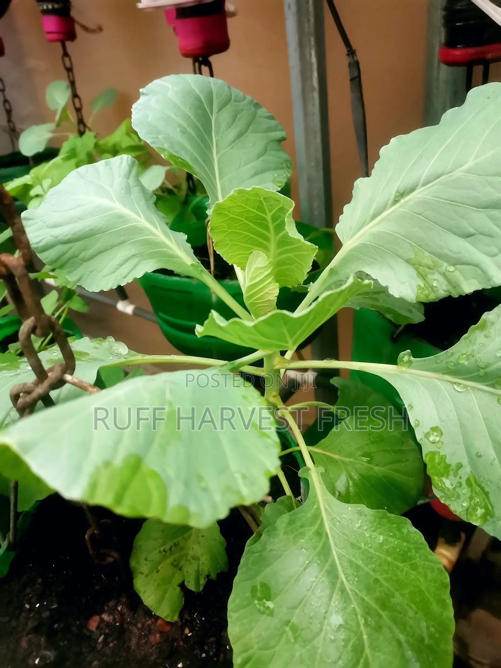 Home Gardening