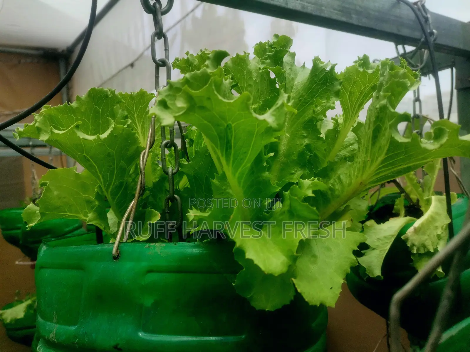 Home Gardening
